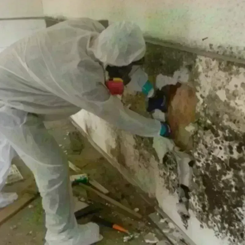 Mold Remediation and Removal in Cuero, TX